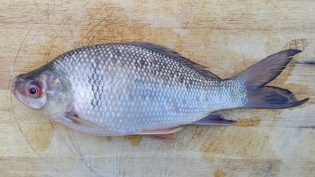 Tilapia