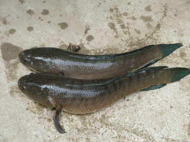 Snakehead Fish