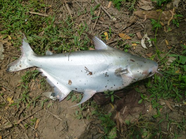 Chao Phraya Catfish