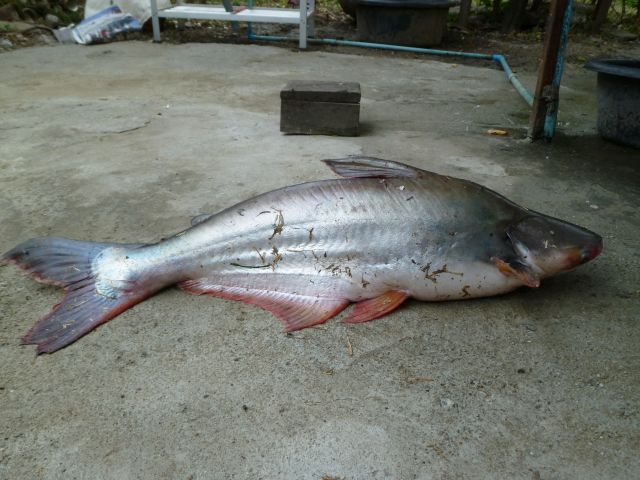 Striped Catfish