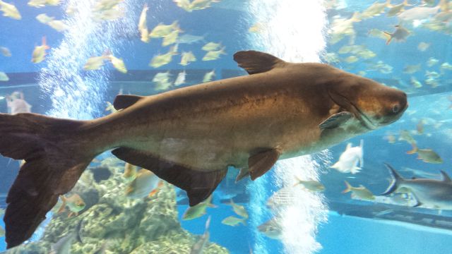 Bungchawak Aquarium