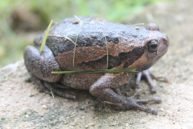 Frosch