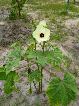 Okra