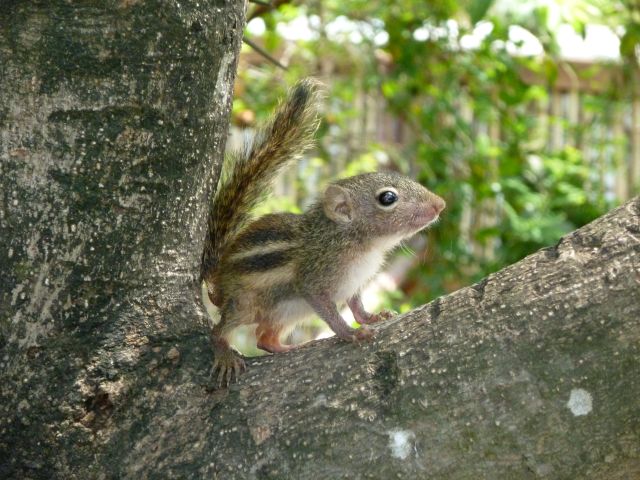 Streifenhörnchen