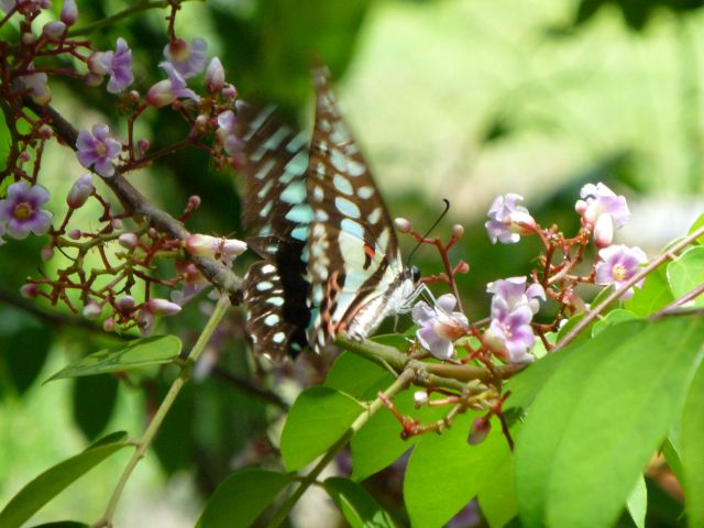 Schmetterling