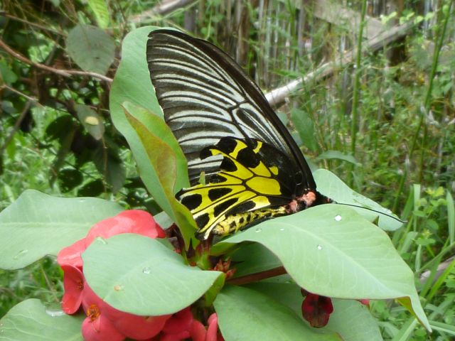 Schmetterling