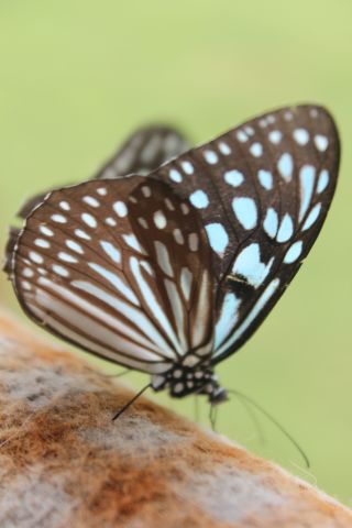 Schmetterling