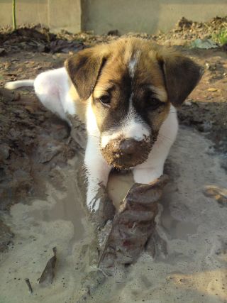 Thai Hund Bag