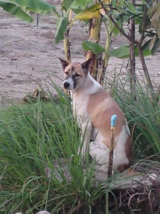 Thai Hund Bag