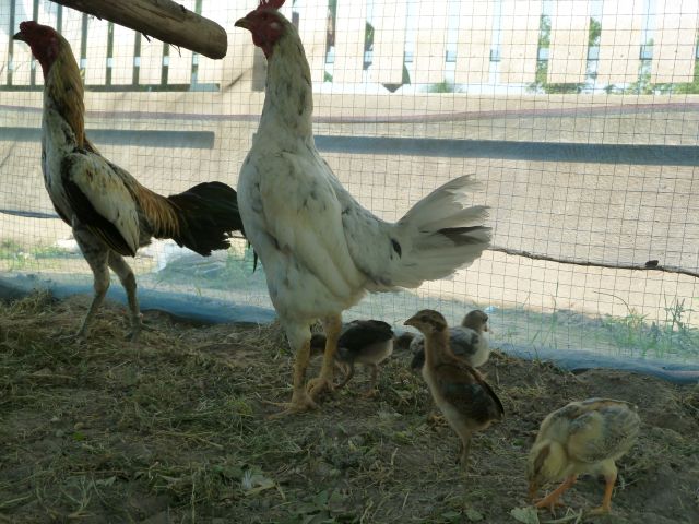 Hühnerzucht in Thailand