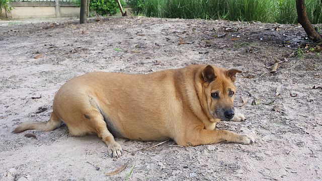 Thai Ridgeback