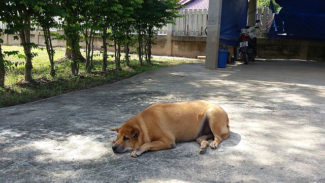 Thai Ridgeback