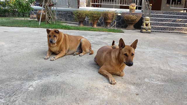 Thai Ridgeback