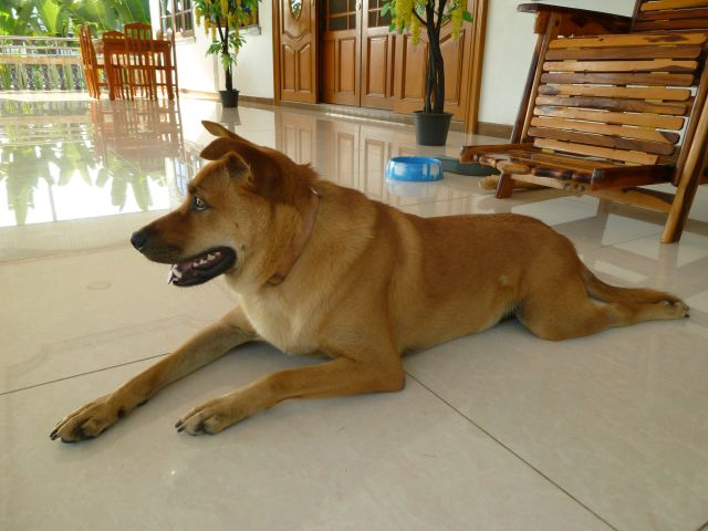 Thai Ridgeback