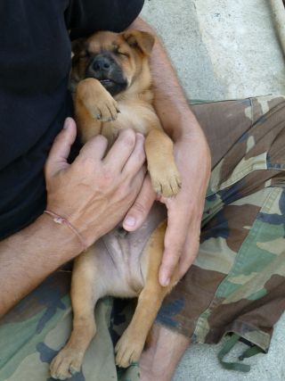 Thai Ridgeback