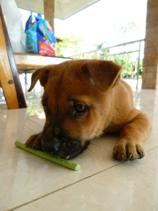 Thai Ridgeback