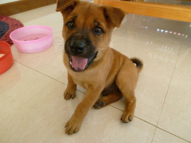 Thai Ridgeback