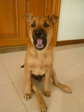 Thai Ridgeback