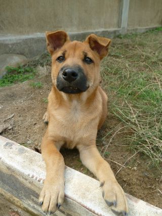 Thai Ridgeback