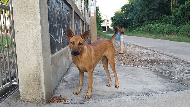 Thai Dog