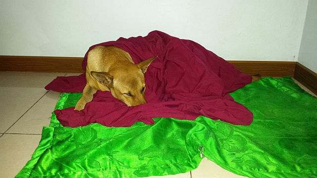 Thai Dog