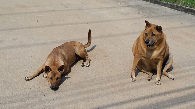 Thai Dog